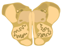 Cross-section of the rostral (superior) medulla