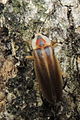 Photuris pensylvanica