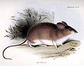 Darwin's leaf-eared mouse