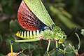 Phymateus viridipes showing the bright wings typical of several species in the genus