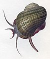 un cargol poma d'aigua dolça de Florida, Pomacea paludosa; el sifó es troba a l'extrem dret inferior.