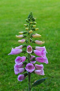 Digitalis purpurea (Foxglove)