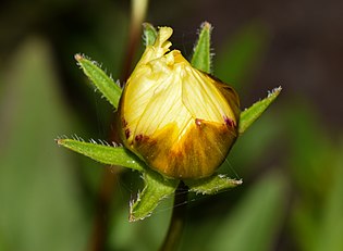 Opening Coreopsis tinctoria flower buds