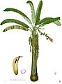 Bananplante (Musa x paradisiaca), et medlem af Ingefær-ordenen (Zingiberales).