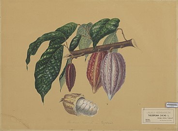 Leaves, fruits and seed. A. Bernecker, 1864.