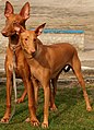 Pharaoh Hound