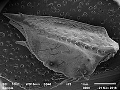 Solz de antenă la Austropotamobius torrentium