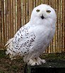 Snowy owl