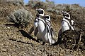 Magellanic Penguins Spheniscus magellanicus