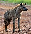 spotted hyena