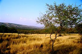 The Aravali Range inside Ranthambore National Park, in Rajasthan.