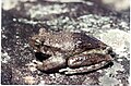 Image 32This frog changes its skin colour to control its temperature. (from Animal coloration)