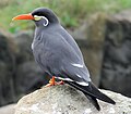 Inca Tern