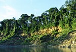 Trees on yellow soil near a river.