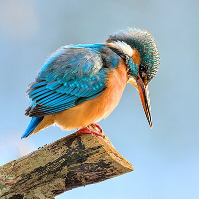 Martin-pêcheur femelle d'Europe (Alcedo atthis) à Hamois en Belgique