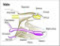 Image 5Male genitalia of Lepidoptera (from Insect reproductive system)