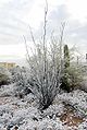 Ocotillo-600