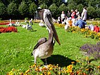 Freilaufende Pelikane im Tierpark