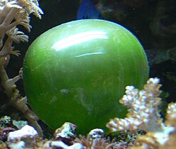 This unicellular bubble algae lives in tidal zones. It can have a 4 cm diameter.[68]