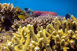 Acropora (větevník) a ryby, Lizard Island