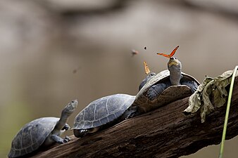 2014 – Dva motýli druhu perleťovec Juliin (Dryas iulia) pijí slzy želv v Ekvádoru