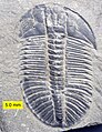 Olenoides serratus from the Mt. Stephen Trilobite Beds (Middle Cambrian) near Field, British Columbia, Canada.