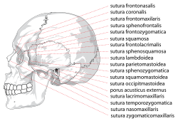 دُرُوْزُ الجُمْجُمَة (sutures of skull).