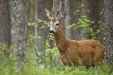 Isane metskits e. sokk jooksuajal rabamännikus