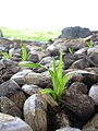 Проростання Pandanus tectorius