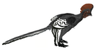 Anchiornis huxleyi