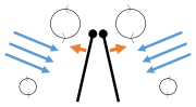Clap 2: leading edges touch, wing rotates around leading edge, vortices form