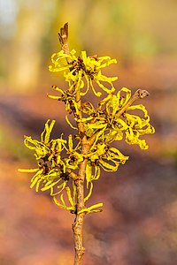 Hamamelis x intermedia 'Angelly'. 19-02-2021. (d.j.b) 01