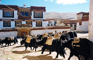 Garzê Tibet Özerk Bölgesi, Siçuan, Çin'deki Litang manastırında sürü yak treni