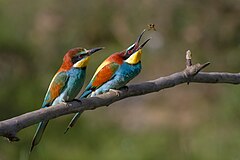 Prvo mjesto: European Bee-eater, Ariège, France. The female (in front) awaits the offering which the male will make. Pierre Dalous (User:Kookaburra 81)