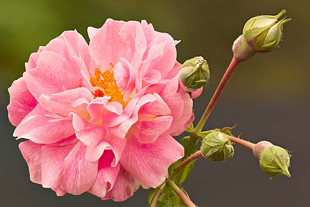 Rosa sp. hybrid (Bourbon Rose)