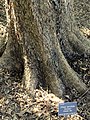 Bark of 'Dynasty', Raulston Arboretum