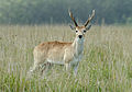 Pampas deer