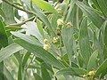 Close-Up Foliage with Flowers