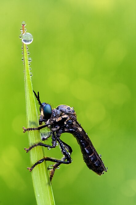 ROBBER FLY (Dioctria atricapilla)