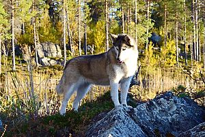 Siberian Husky