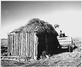 Pitching hay to roof of outbuilding, 1941