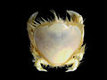 Thumbnail crab, Thia scutellata