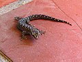 marbled leaf-toed gecko