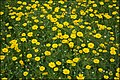 Crown daisies in blossom (Israel)