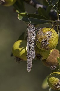 Egyptian grasshopper (Anacridium aegyptium) on crab apple (Malus sylvestris) Corfu