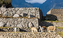 Lạc đà không bướu tại Machu Picchu.