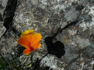 California state flower (golden poppy) and state rock (serpentine)