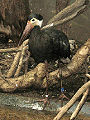 Höckerstorch Ciconia abdimii'