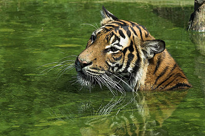 Swimming Malayan Tiger in Dortmund zoological garden.