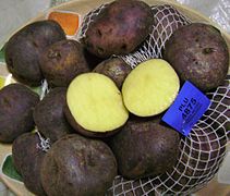 Solanum tuberosum Papa